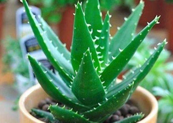 卧室养3种花，空气清新，睡眠好，枝叶翠绿，观赏性高，真值