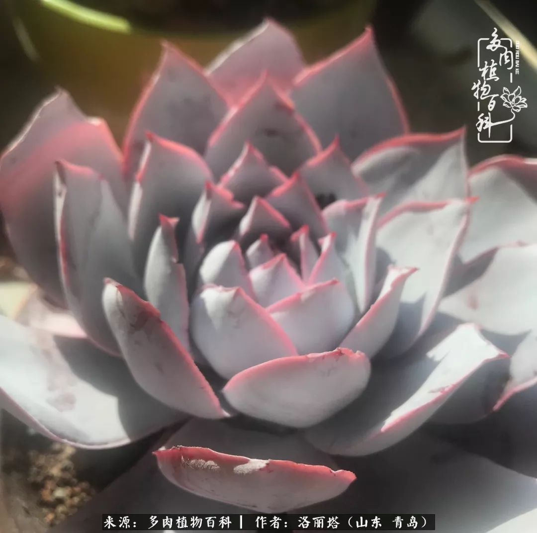 我和我的“多肉恋人”，怎么样有没有惊艳到你！