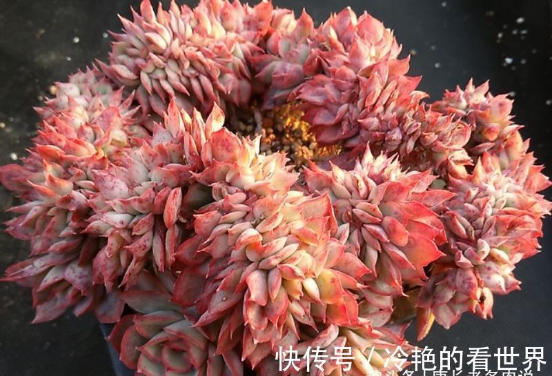 叶缘|月光女神——连名字都混掉的多肉,其实有颜值又好养,还容易缀化