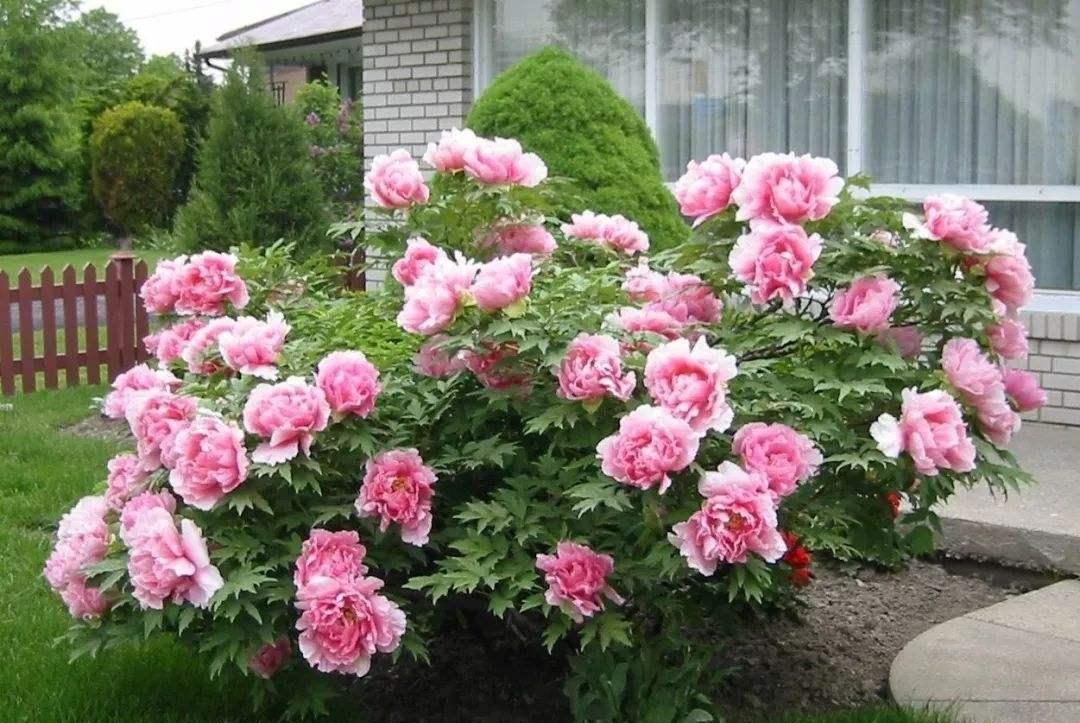 老桩|6种富贵花,全都“寿命长”,轻松养成老桩,越大越“旺家”