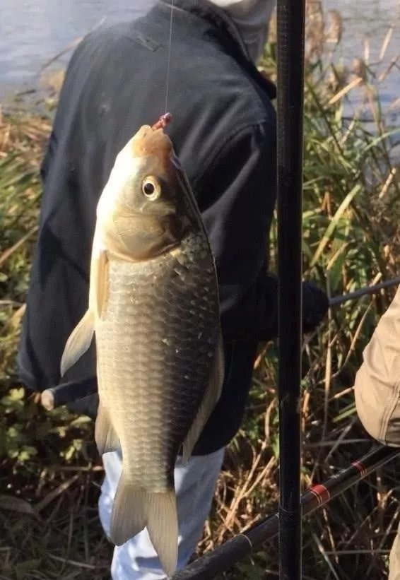 冬天太冷,大板鲫可遇不可求?按这套路来钓,不管在哪都能狂拉
