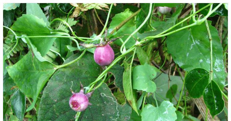 树林下一种金钱豹花,名字强势,体积娇小,殊不知,是种名贵草药