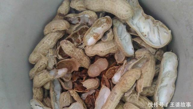 营养土还在花钱买几种东西“掺一点”,土壤“肥得流油”!