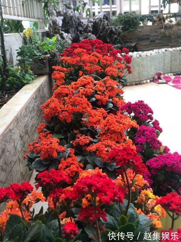 长寿花干瘪瘪改了3个小错误，新芽嗖嗖窜，爆花很简单