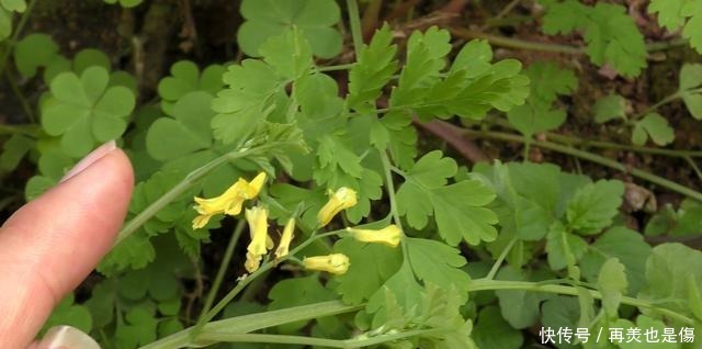 “尿罐草”是一种野草，到底是什么样的植物呢