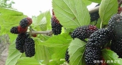 非常适合女性吃的几种食物，排毒养颜，抵抗衰老，有益健康