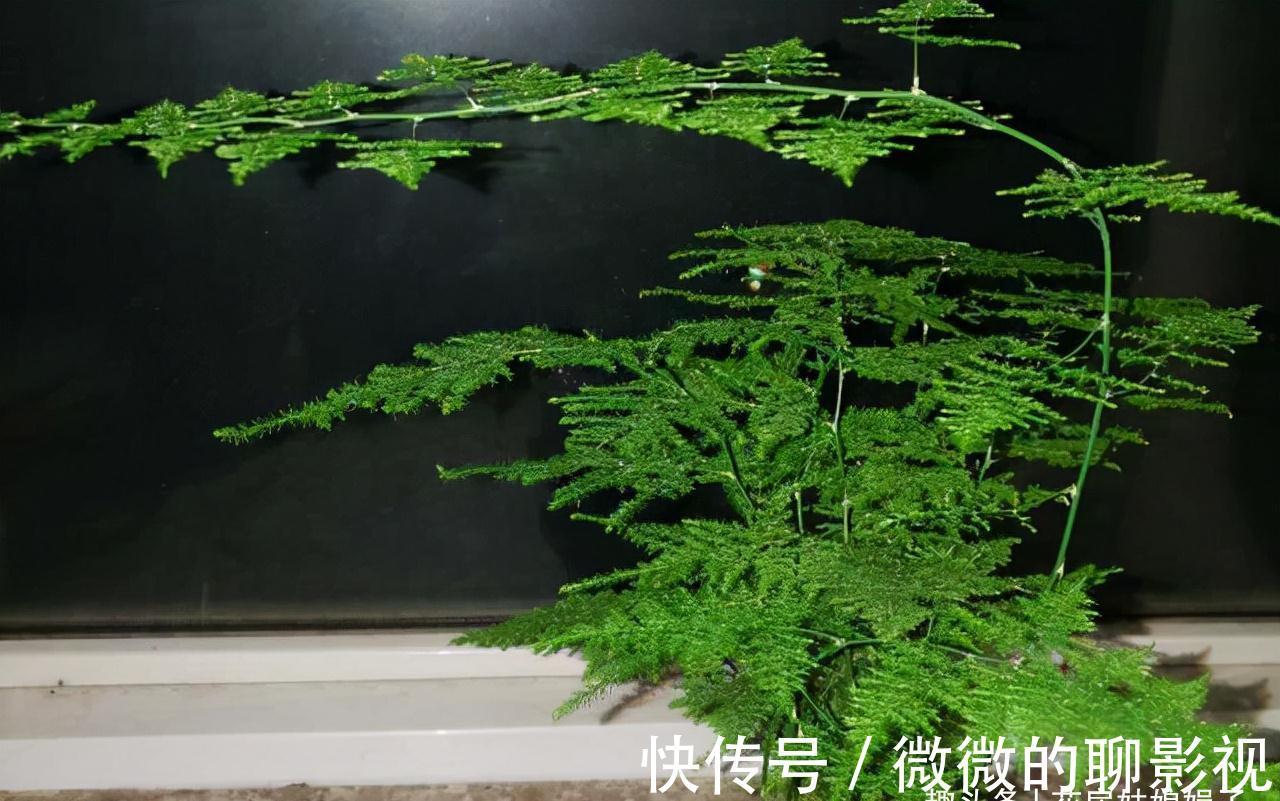 冬天里,给这8种花修剪,要分清楚修剪方式,否则来年长势成问题