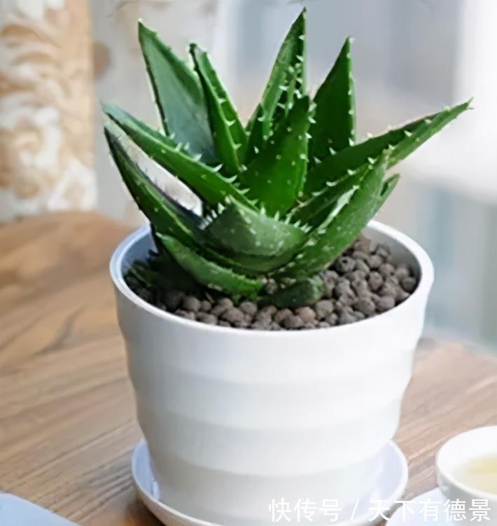 老中医都喜欢的5种花,对健康有益,好看又好养,一次养十盆