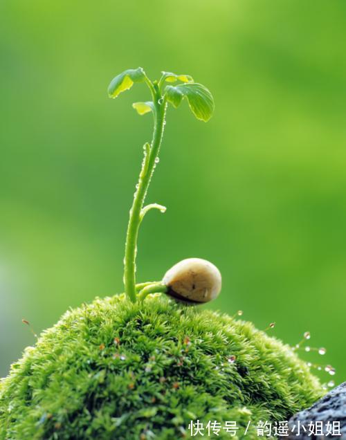 花香$隔岸桃花照眼明,一船春水载歌声