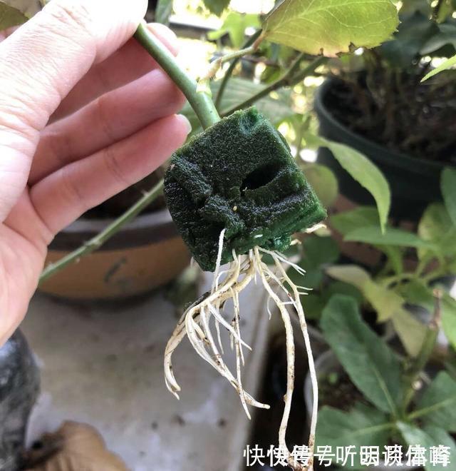 基部|扦插月季不生根?用这捂一捂,过几天“冒白根”,变成月季大户