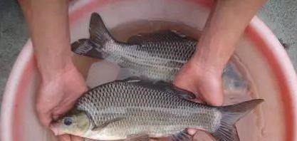 这种鱼种肉质鲜嫩,营养价值与600元一斤的价格配得上!