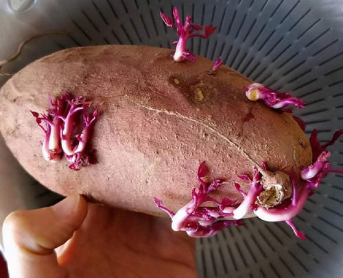 保存红薯,放地上就错了,教你3个土方法,放上半年都很新鲜