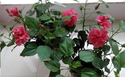 蓝妖|这10种花超级怕冷,再不搬进屋,小心只剩下盆了