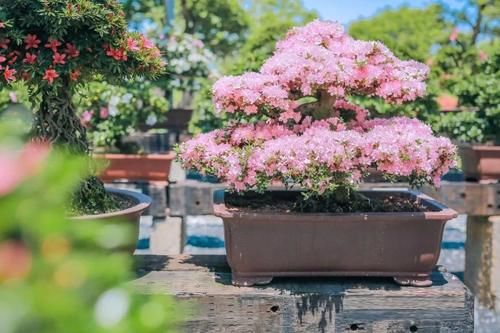 “花中西施”杜鹃也会“黄脸、起皱”，善用一物，妙手回春！