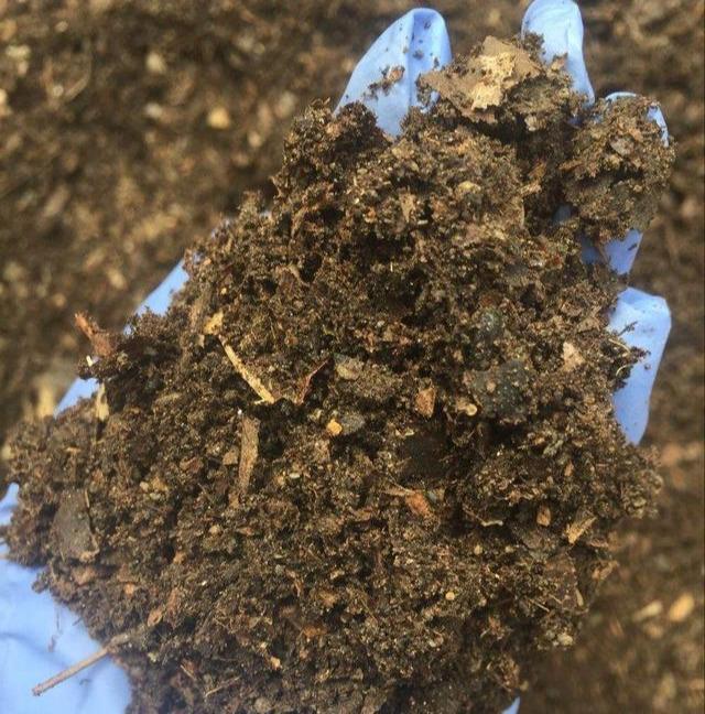 吊兰不用施肥换盆,用一招,快速疯长,1个月大变样,长爆盆