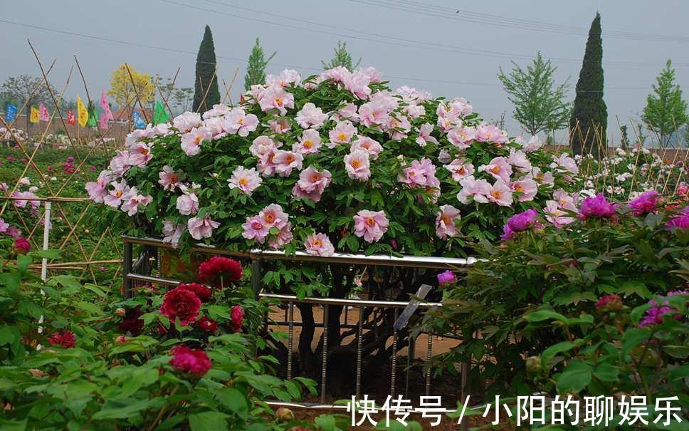 “寿命长”的11种花,好养寓意好,越养越值钱