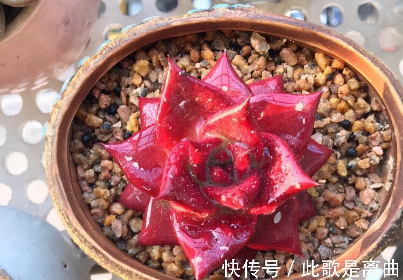 冬季不休眠的多肉如何正确浇水,才能保持良好状态,说说我的看法