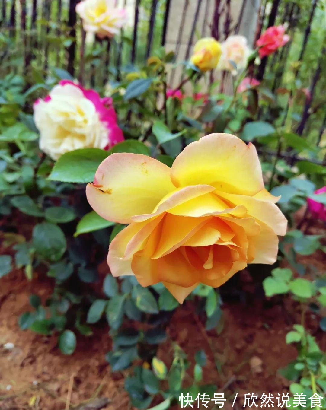 什么淘米水、啤酒水都不如“这样”施肥,用对方法,才能多开花