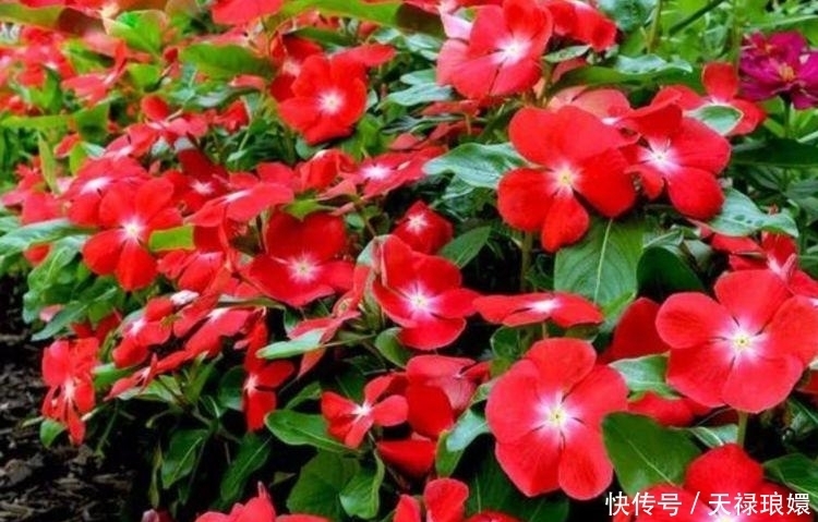 3种花是真正的“开花机器”,名字一般,开出的花却“极美”!