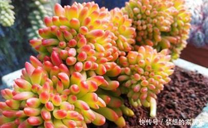 老桩多肉|养了3年的多肉不出状态?教你几个小技巧,冬天照样美美哒!