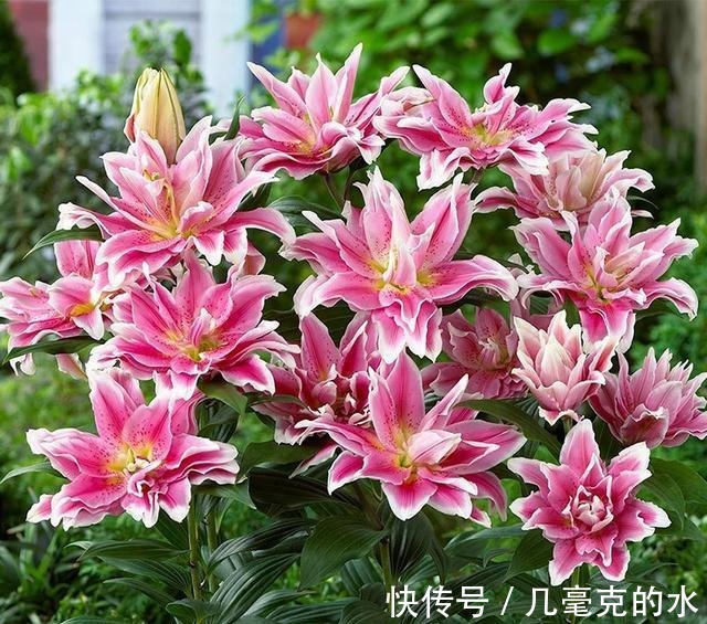 人养花,花亦养人!8种能“吃”的花,漂亮又美味,建议养一盆!