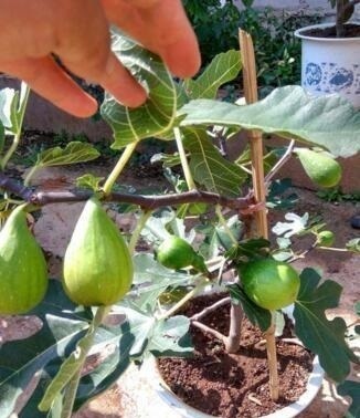栽种|无花果、百香果可以在家种,2年养成大盆栽,一棵结果4、5斤