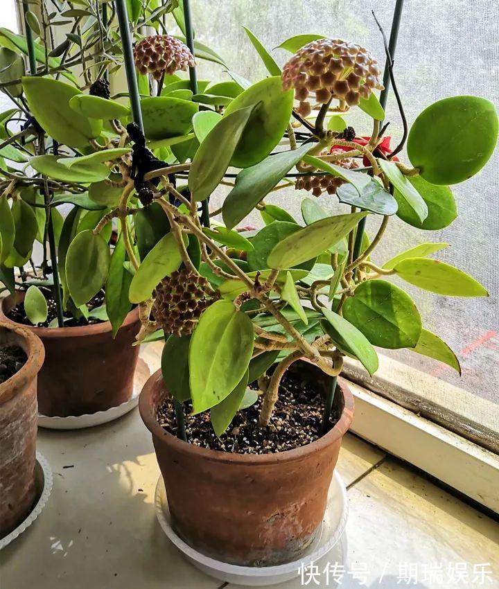 比绿萝还耐阴的花，养1盆能爬上房顶，开花比香水还香！