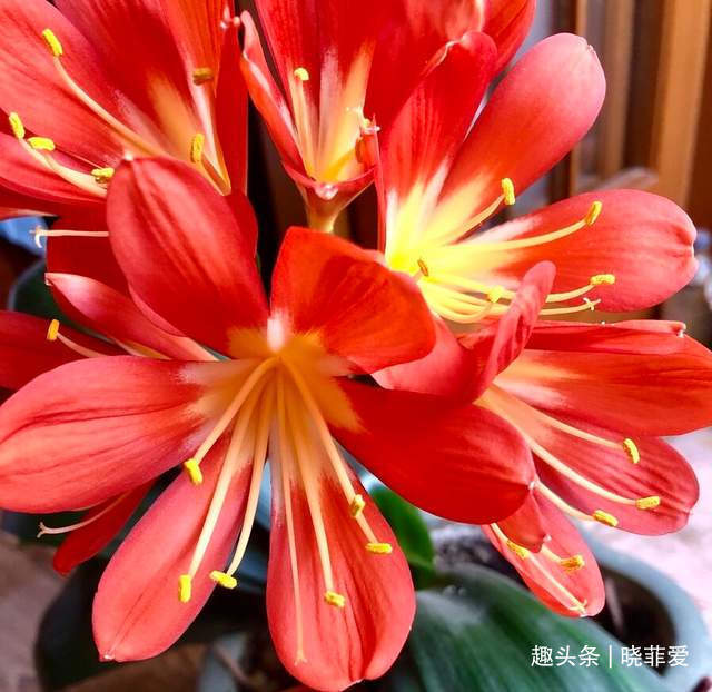 君子兰2大“嗜好”,促进轻松“爆盆”,叶子油绿开花艳