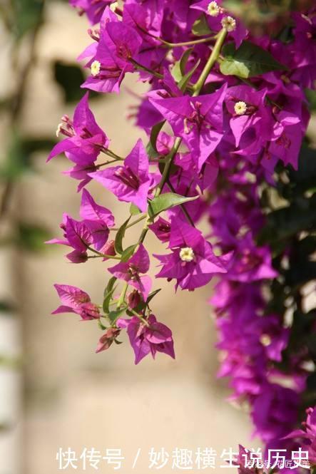 45种三角梅品种，红、橙、黄、绿、白、紫，每一种都很好看！