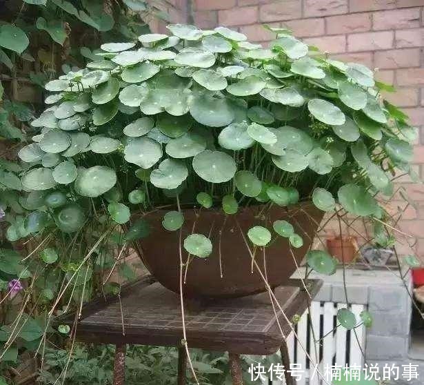 野外4种“野盆栽”,随便挖回家一棵,漂亮无比,省下买花钱