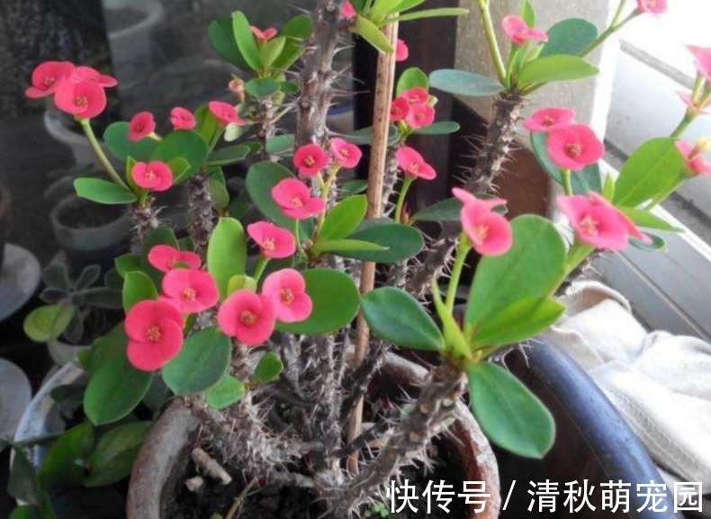 怎么让虎刺梅一年四季开花?家庭盆栽掌握住3点,满树花形如蝴蝶