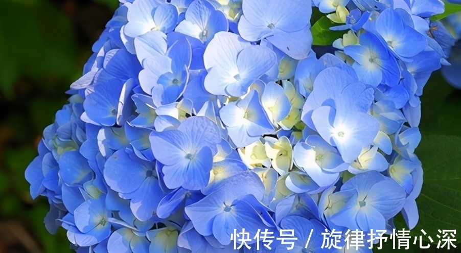 10种冬天会休眠的花,别急着扔了