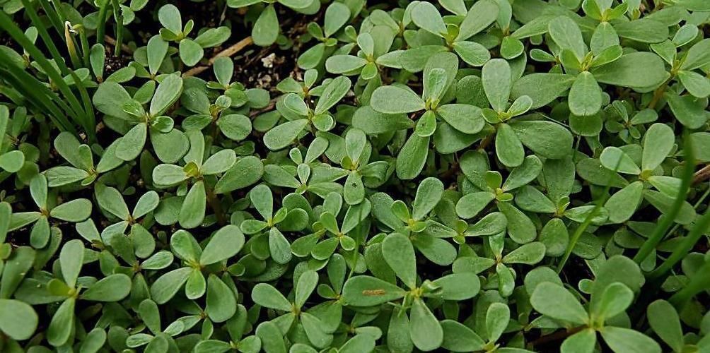 野菜|这类野菜是长寿老人的法宝,多吃清热解暑,降血压,保护心脏!