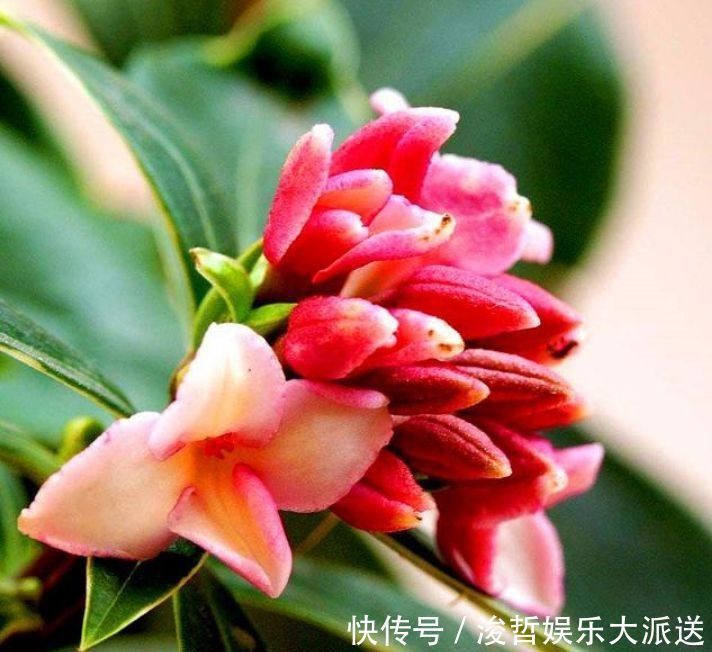 叶翠绿|4种花卉,开花喜庆又好养,适合新手养,满屋飘香