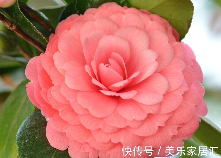 山茶花怕这4件事，学会这些基础知识，轻轻松松能养好