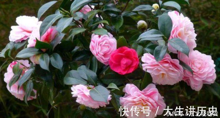 4种花堪称开花机器，365天都在开花，赏心悦目，你喜欢哪一种？