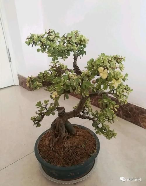 金枝玉叶太好养了，常用两种水，嫩叶冒不停，长势很喜人