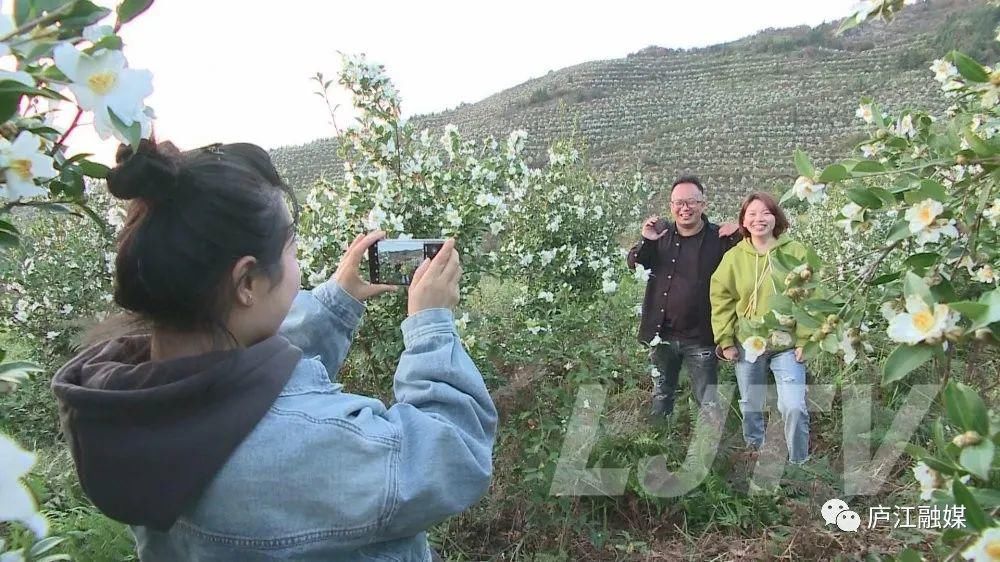 的花海|美景如画！庐江这片2000亩的花海你来过吗？