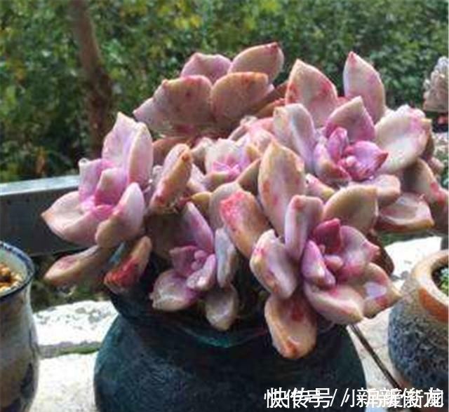 春秋|多肉中的潜力股,比吊兰好养,比玫瑰漂亮3招养成绚丽悬崖桩