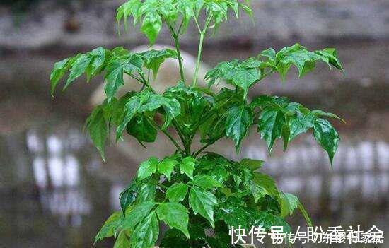 旺财又旺人的绿植,盘点8种超好寓意的盆花