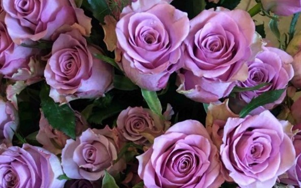 喜欢菊花,不如养盆“精品玫瑰”海洋之歌,淡紫典雅,清香袭人