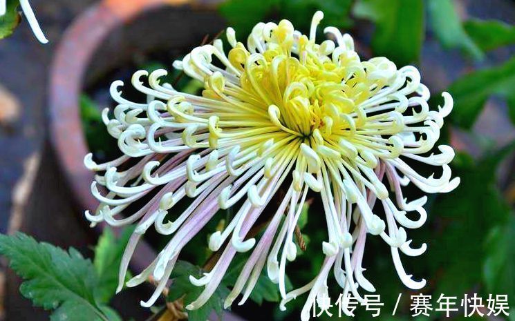 喜欢菊花,不如养盆优良名菊“风拂醉衣”,似残月绽放,卓越不凡