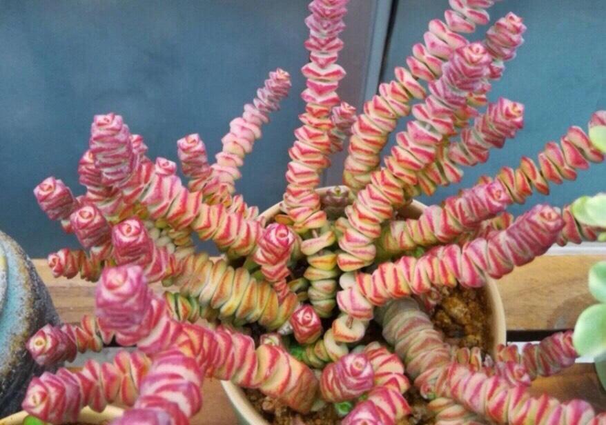 叶片|多肉植物当中最像的三兄弟,一个高贵,一个富贵,一个娇贵