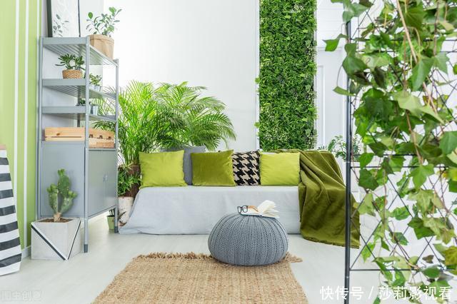 客厅2种花,别养成“巨无霸”,我家的已经处理了