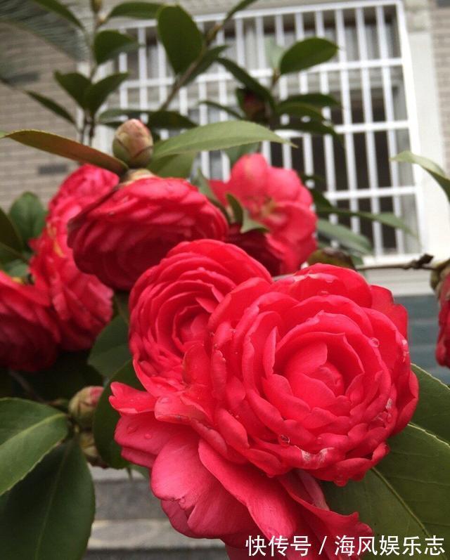 有机肥|养花用什么土好这样“用土”，土不板结，茁壮生长，开花很旺