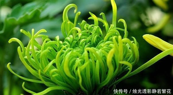 绿朝云|喜欢菊花,不如养盆“珍贵名菊”绿朝云,似惊鸿起舞,美丽优雅