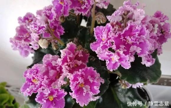 种花|不要再养绿萝吊兰了,快来试试时下最流行的3种花,漂亮又好看