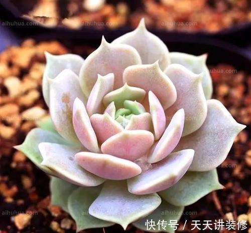 多肉美极|“混血”多肉美极了，皮实颜值高，养护更简单，养几棵真过瘾