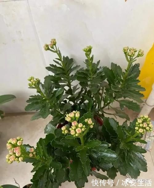 长寿花|长寿花,开花前后多做两步,花期提前到,连开两三次,都是大花团