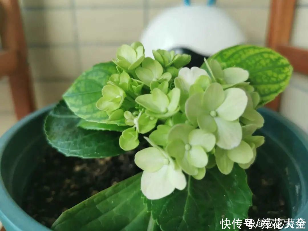 沙土|立秋后，7种花要扦插，满盆开花结果子